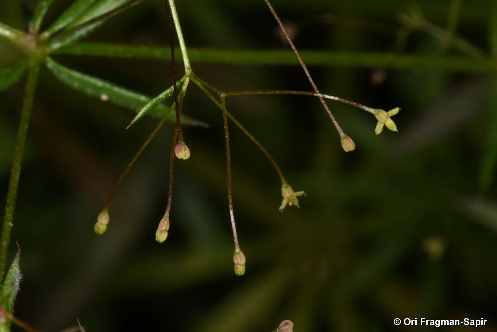 Galium tenuissimum