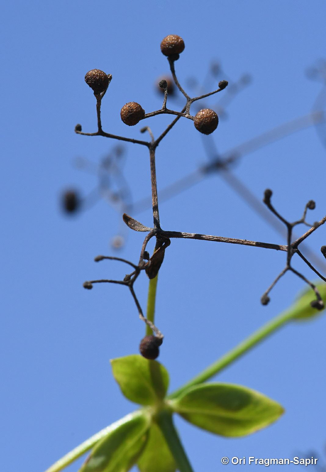 Galium elongatum