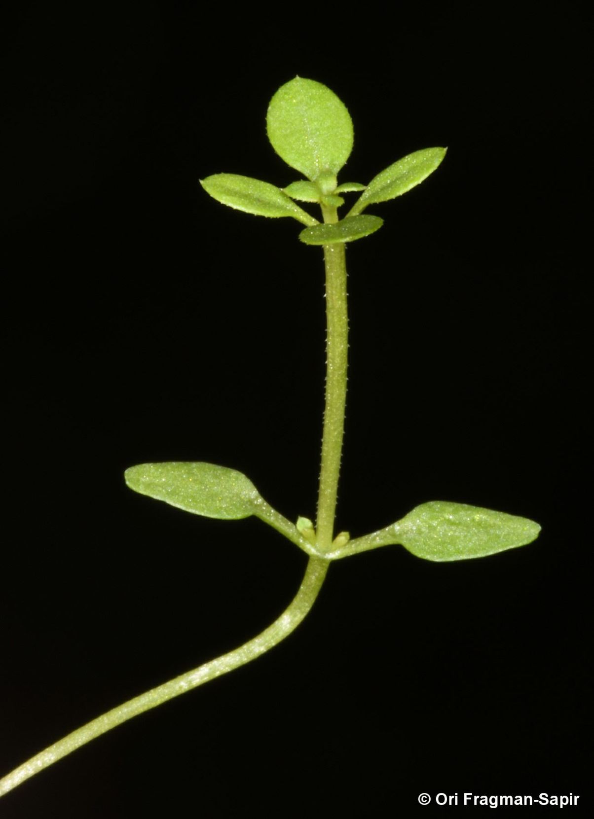 Galium chaetopodum