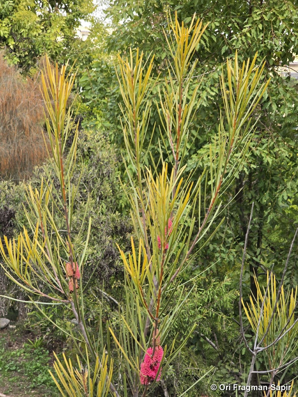 Hakea aff. multilineata