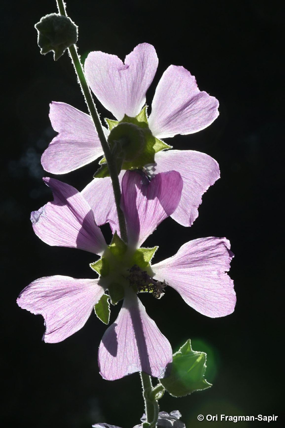 Lavatera bryoniifolia