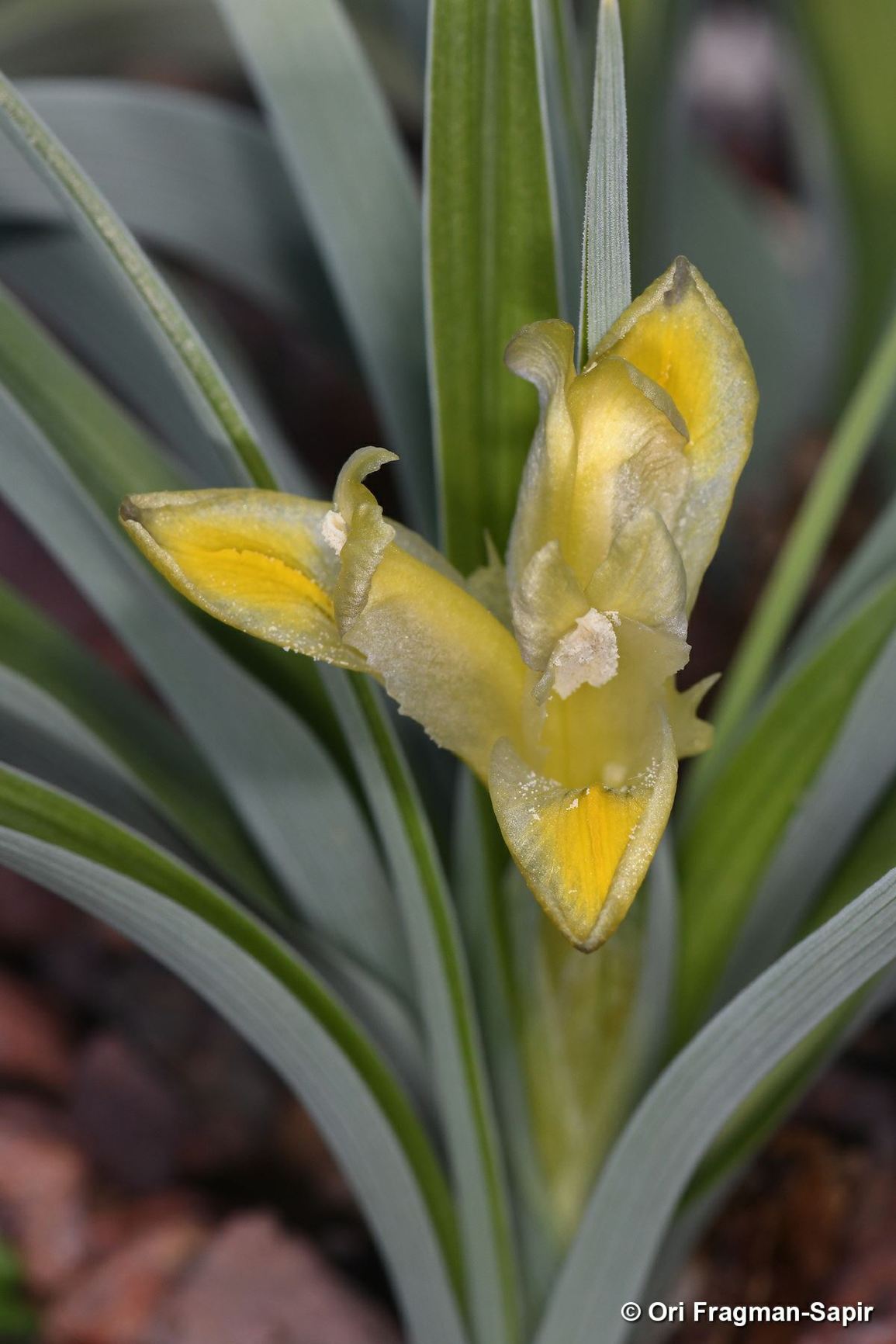 Iris moabitica
