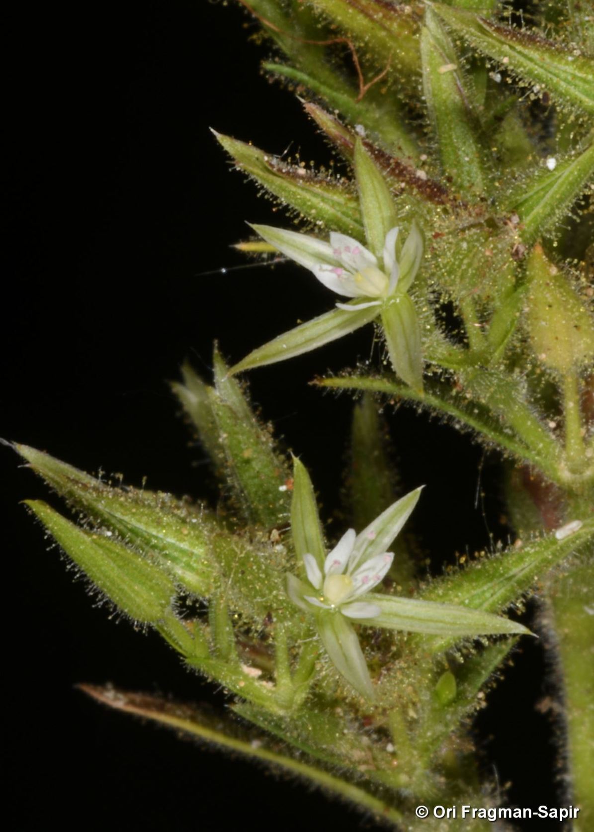Minuartia globulosa