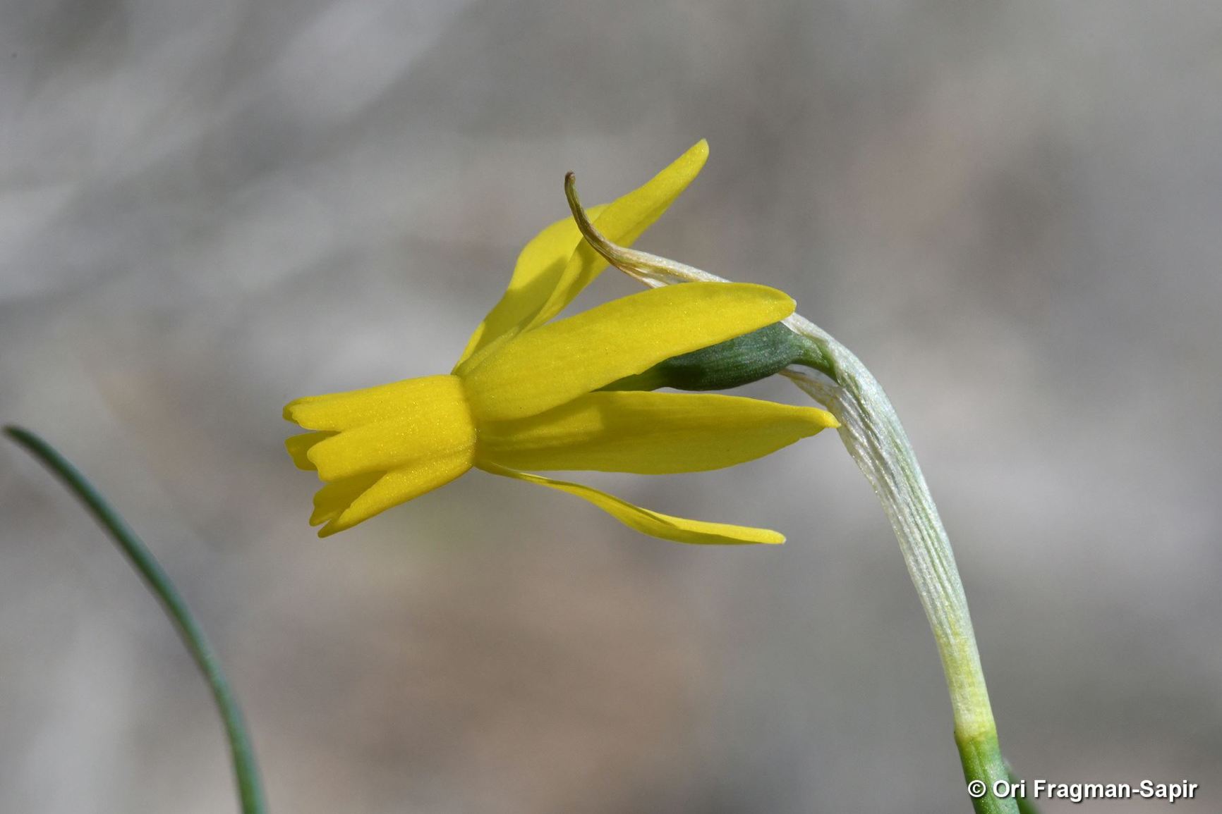 Narcissus 'Little Emma'