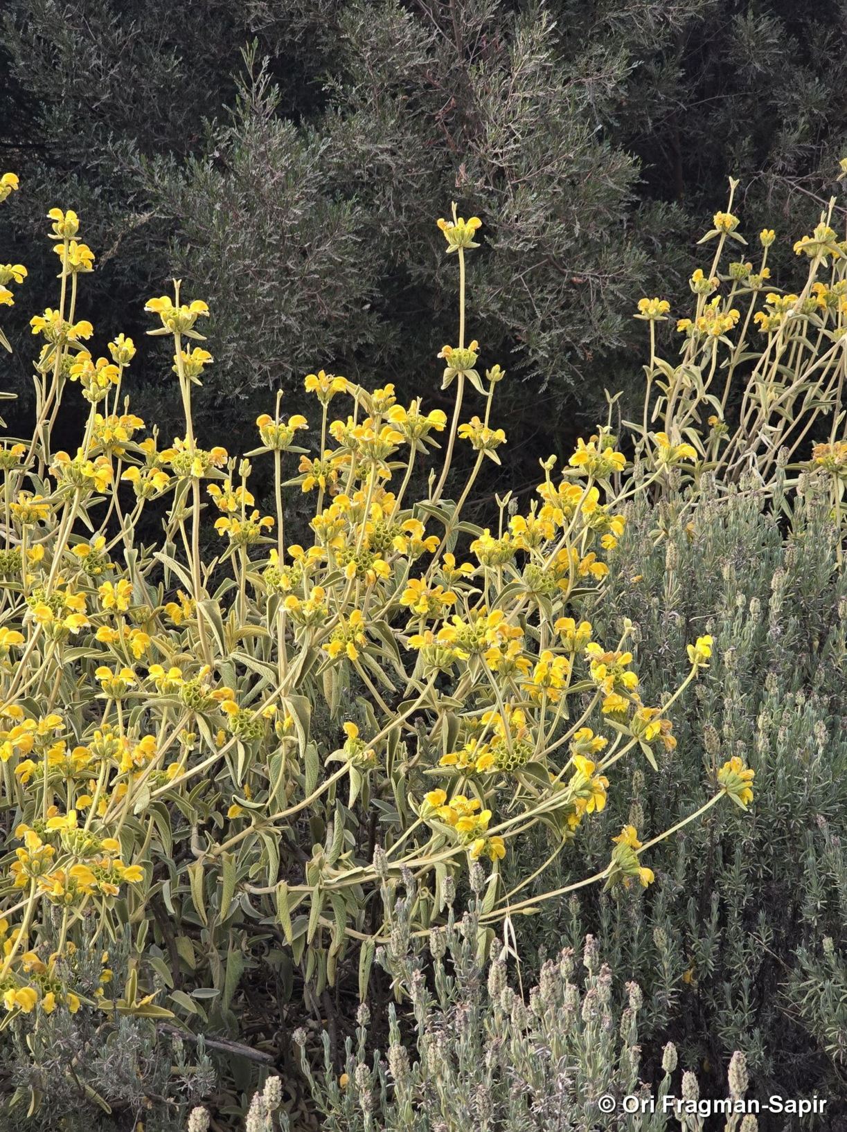Phlomis aurea
