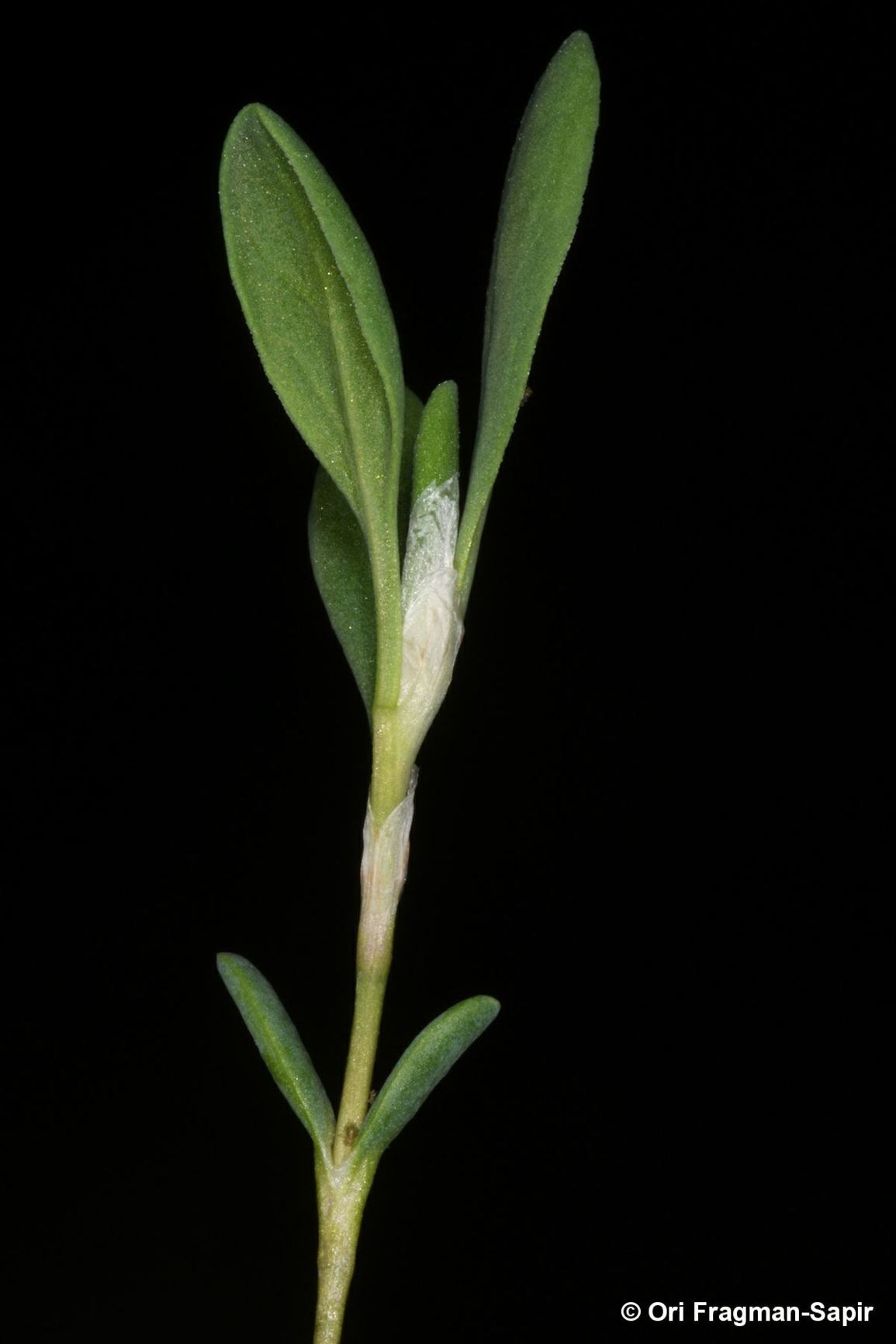 Polygonum maritimum