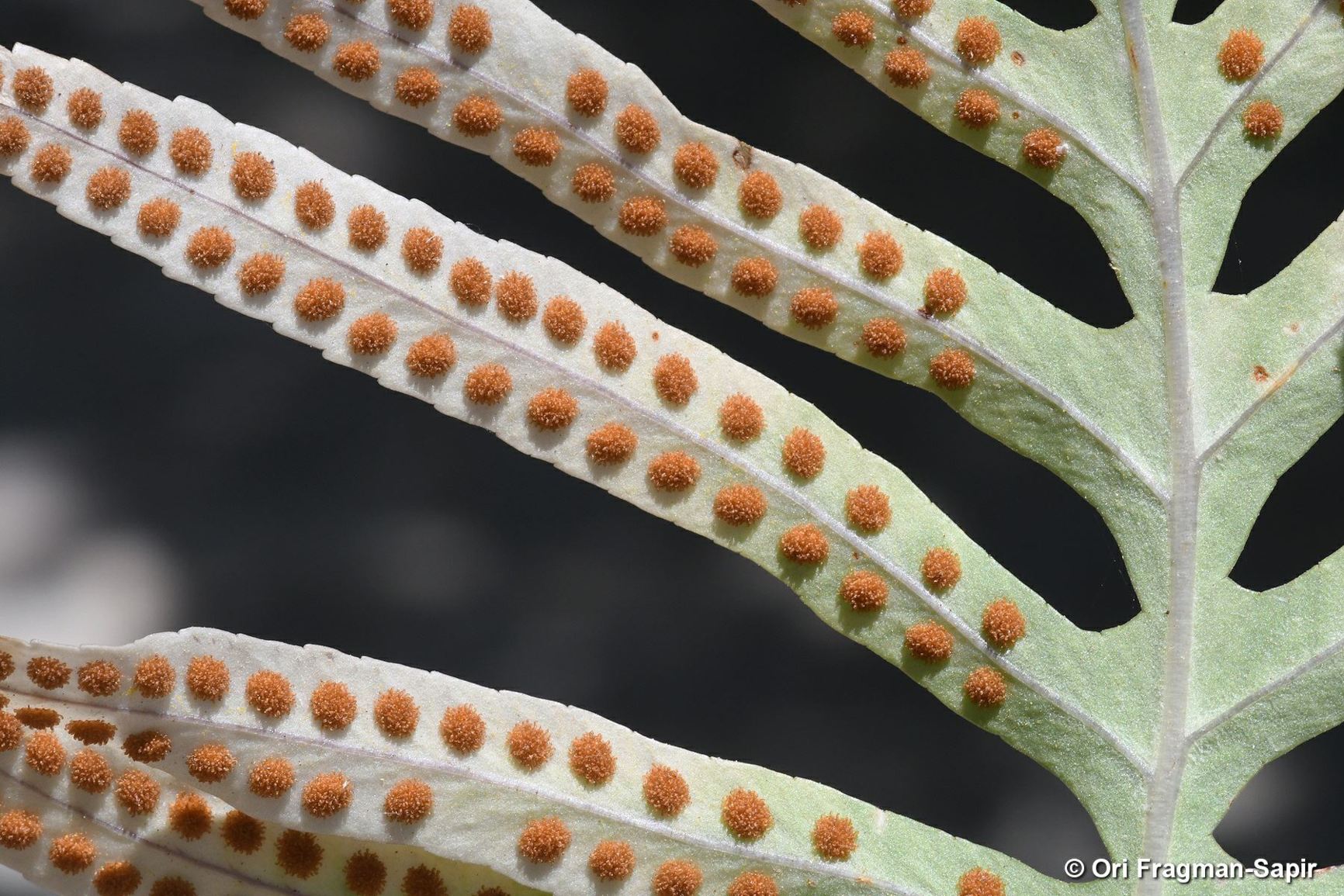 Polypodium cambricum