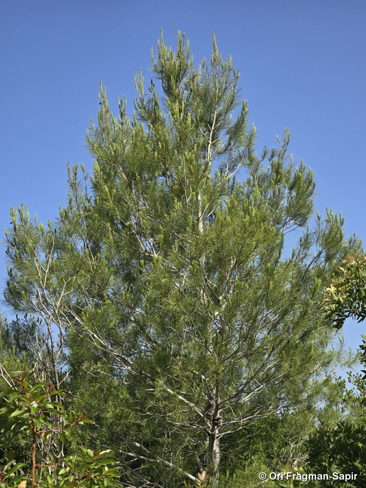 Pinus halepensis