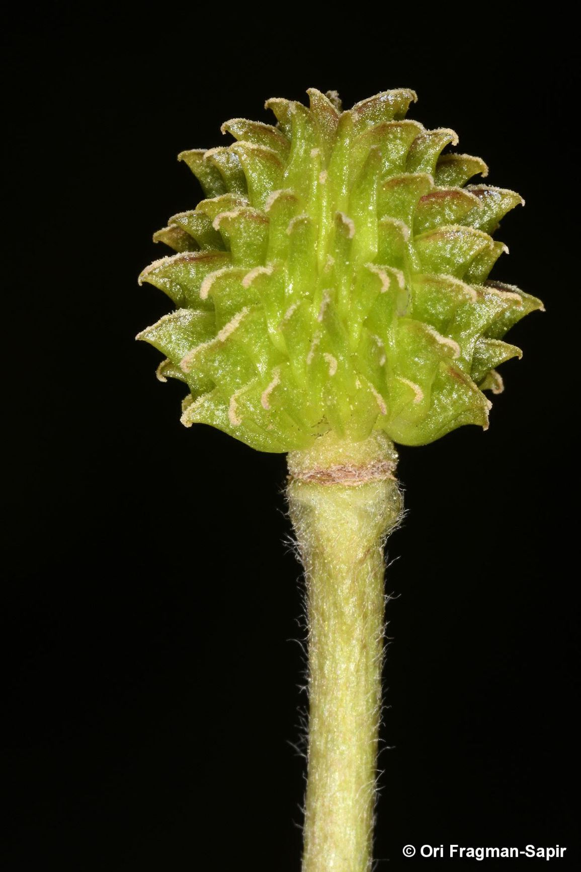 Ranunculus creticus