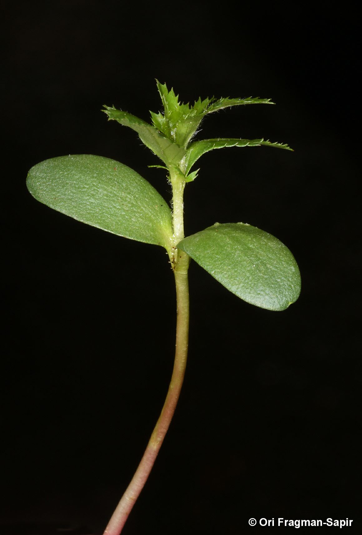 Rosa phoenicia