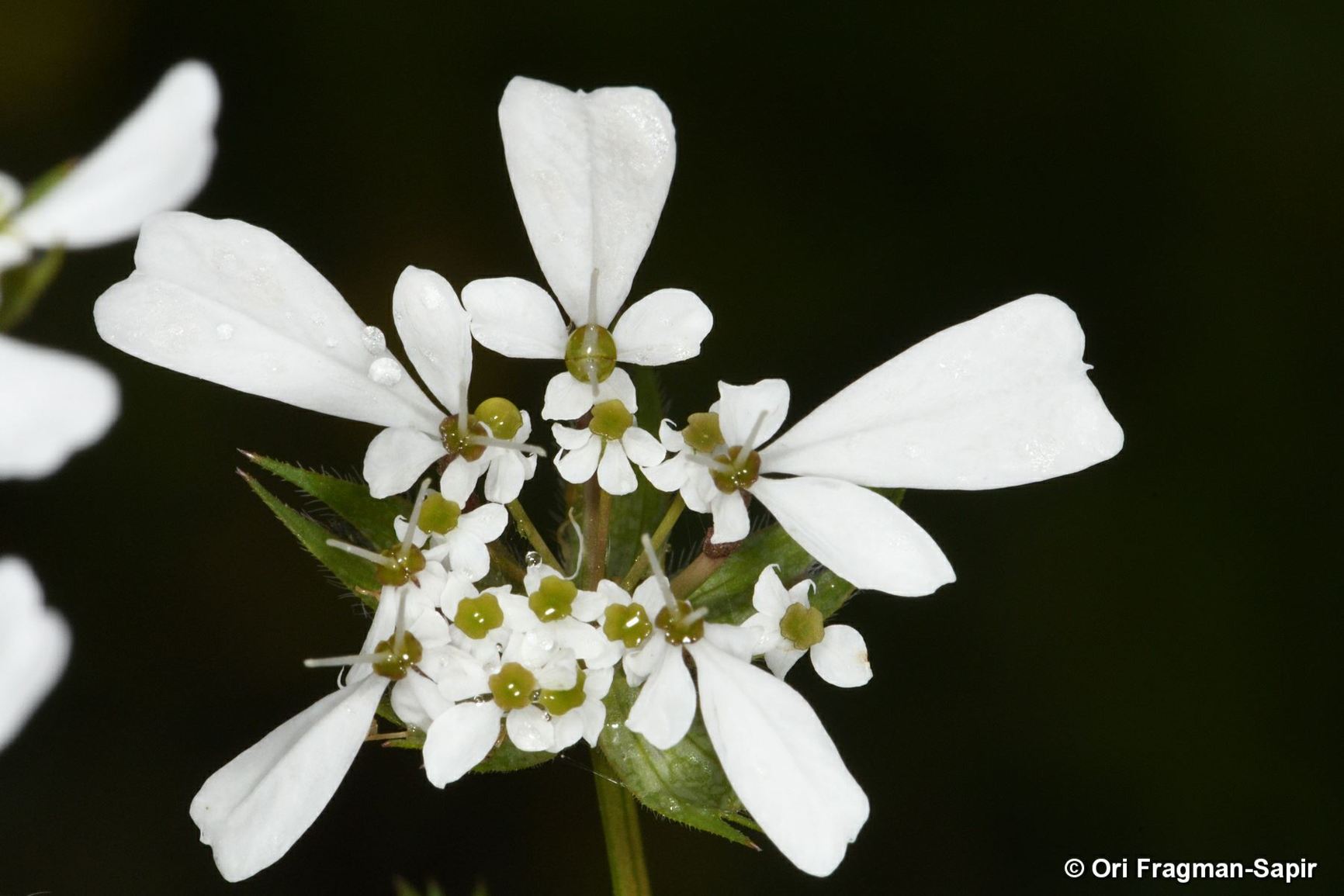 Scandix verna