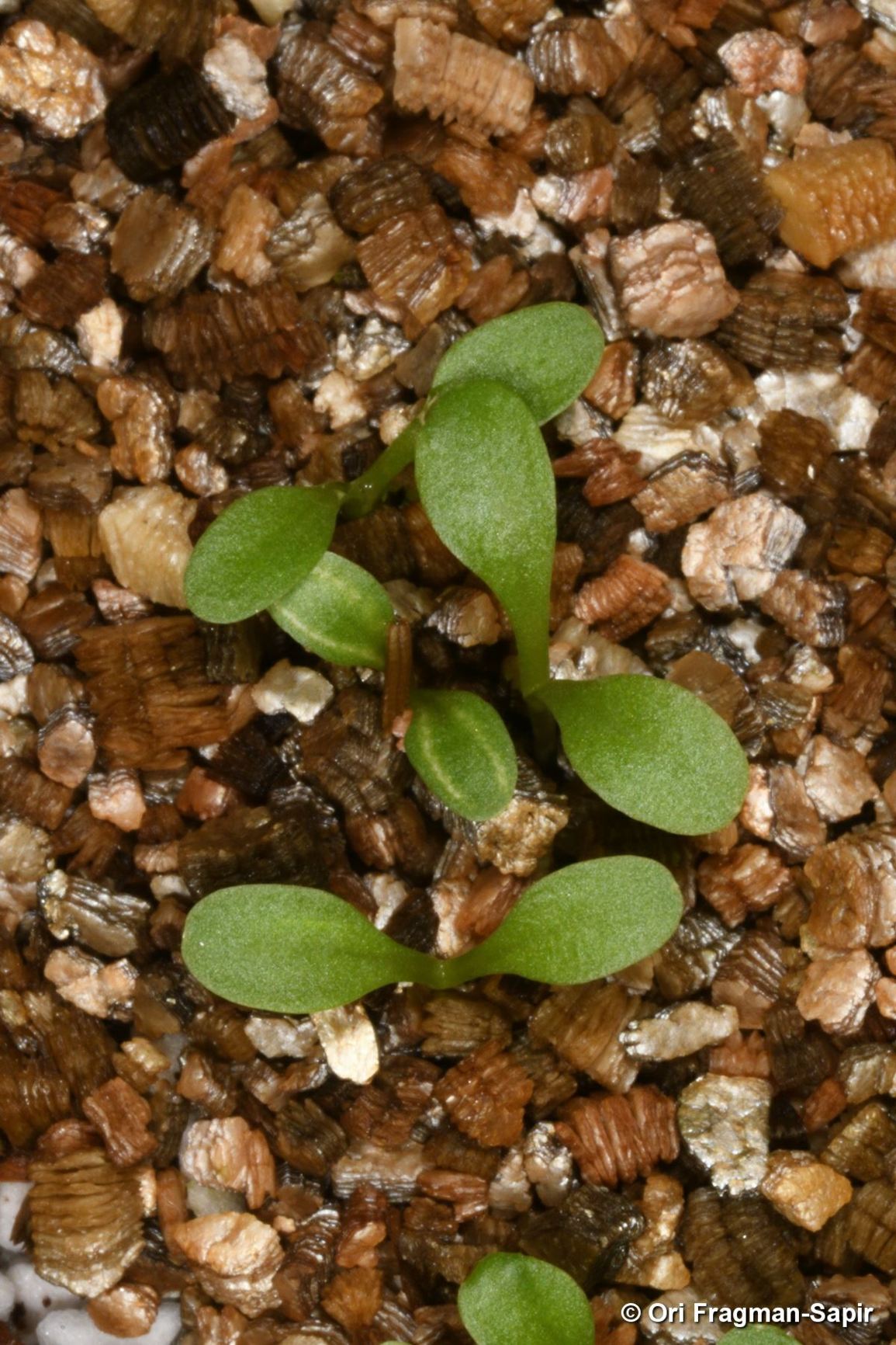 Taraxacum hellenicum