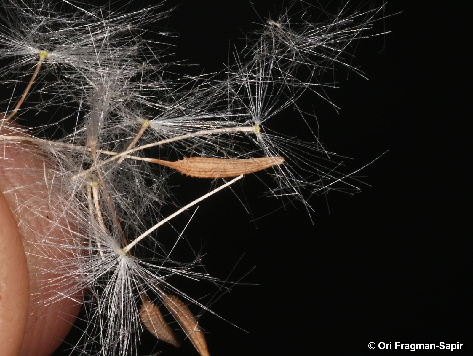 Taraxacum syriacum