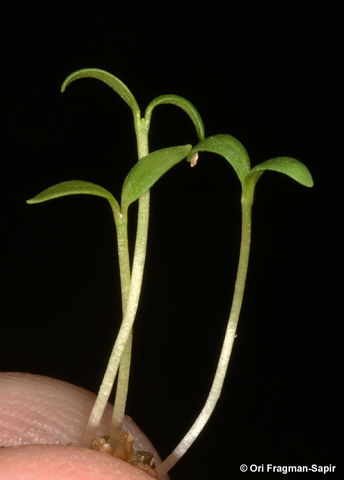 Telephium imperati