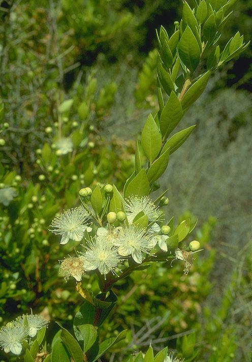 Myrtus communis subsp. tarentina - Dwarf Sweet Myrtle, הדס מצוי תת-מין קטן-עלים, הדס מצוי תת-מין תת-מין טרנטינה