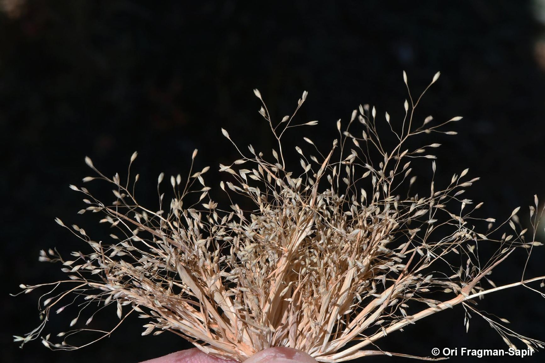 Zingeria biebersteiniana