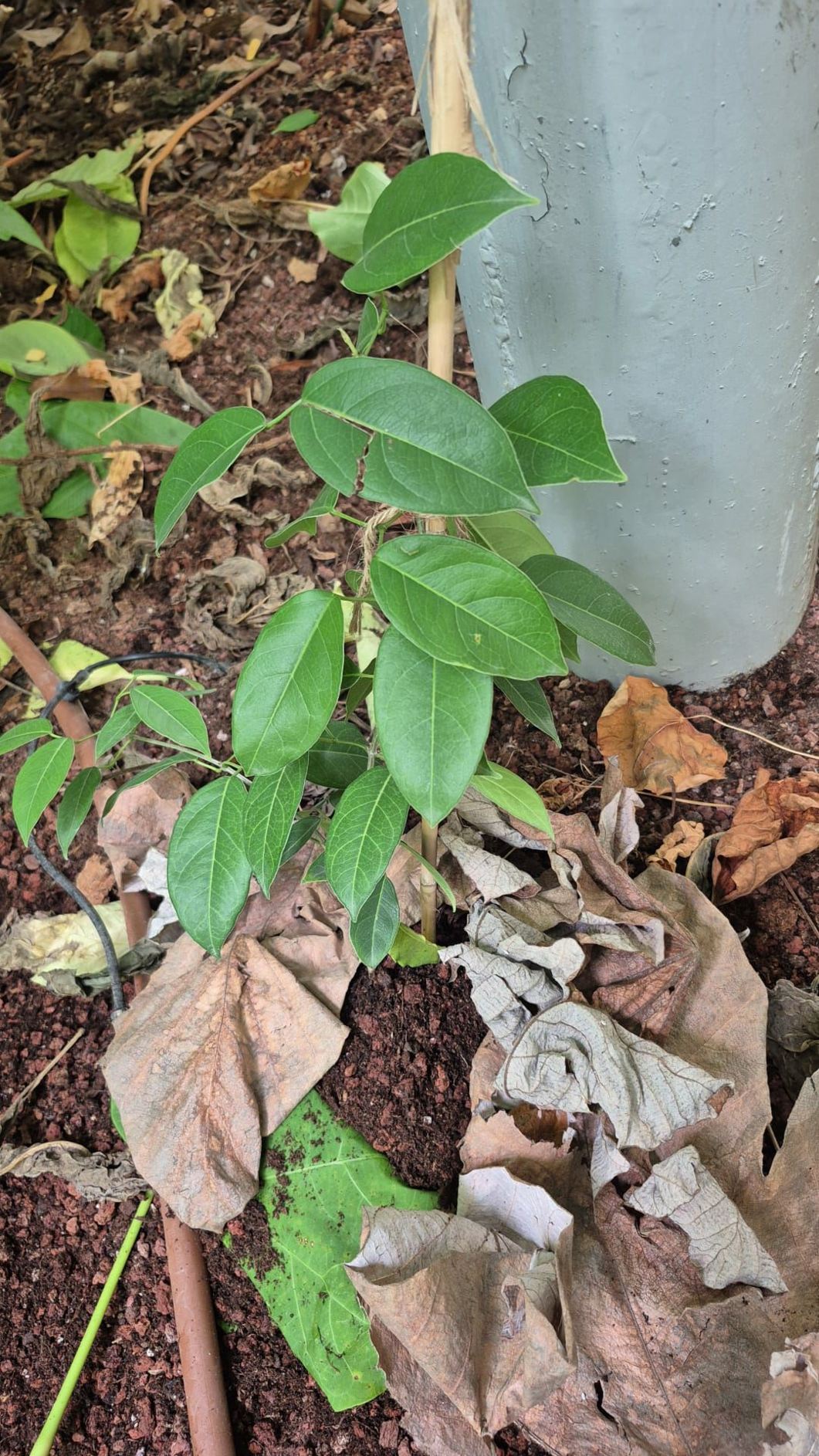 Adenocalymma marginatum