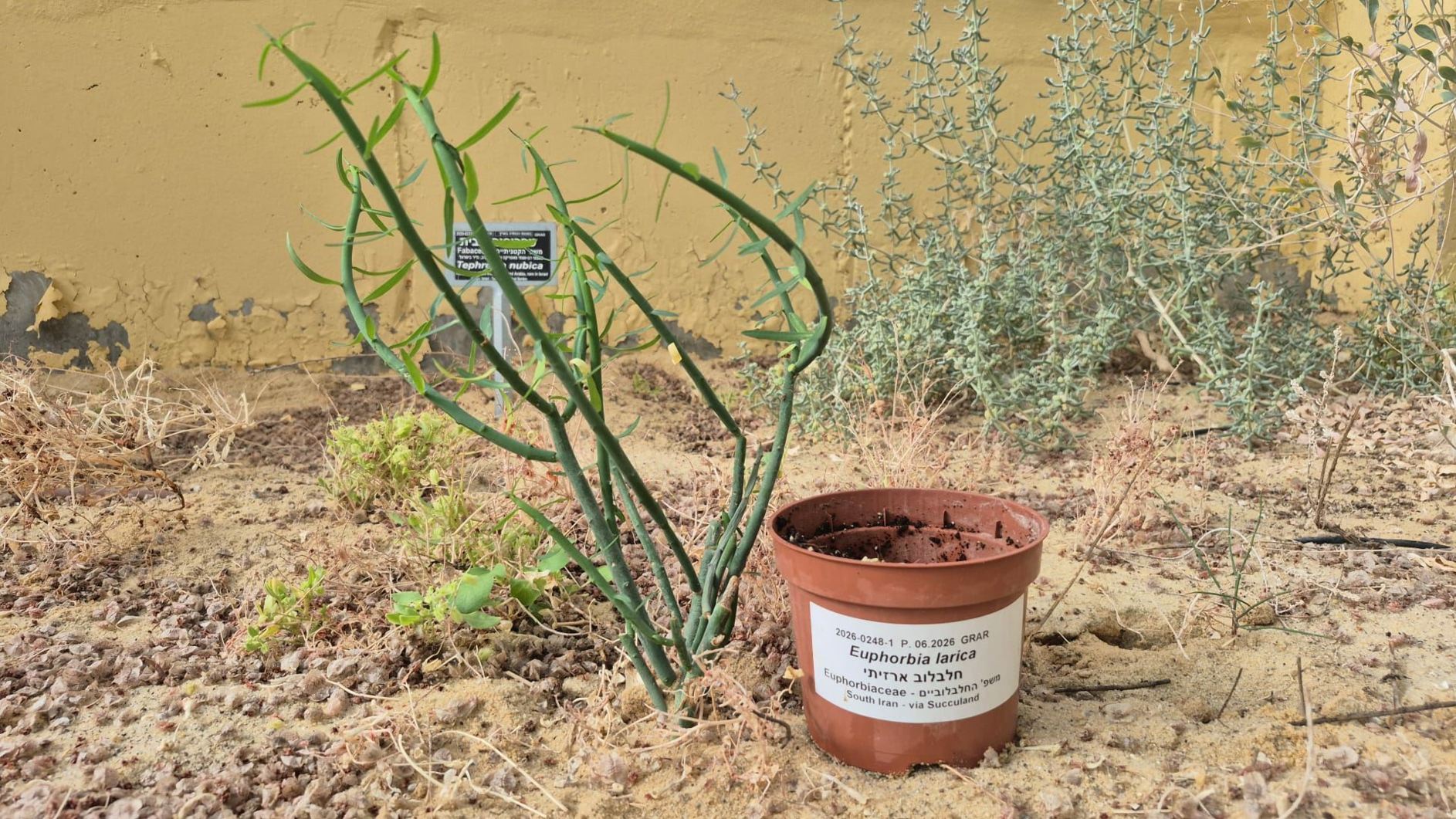 Euphorbia larica