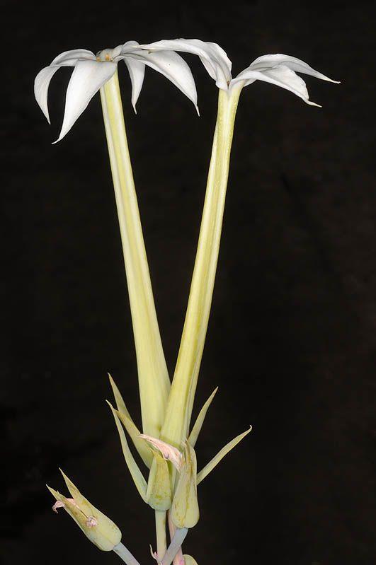 Kalanchoe marmorata - Spotted Kalanchoe, Penwiper Plant, ניצנית משוישת, ניצנית משוישת