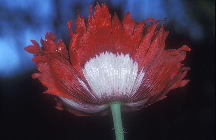 Papaver somniferum 'Danish Flag' - Opium Poppy,  Feathered Poppy, Fringed Poppy, פרג תרבותי, פרג תרבותי