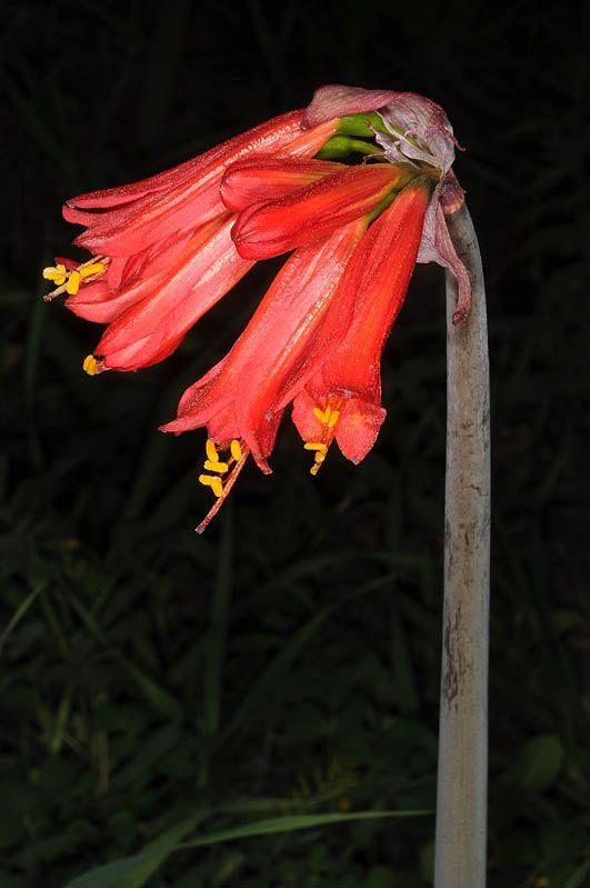 Cyrtanthus brachyscyphus - Dobo Lily, קירטנתוס צר-גביע, קירטנתוס גביעי