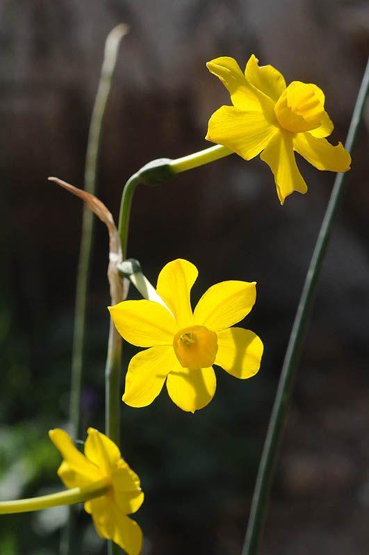 Narcissus jonquilla 'Simplex' - נרקיס סמרי 'פשוט', נרקיס סמרי 'פשוט'