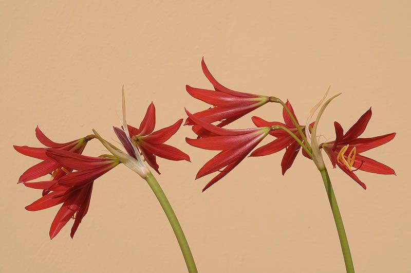 Rhodophiala bifida - Oxblood Lily, Schoolhouse Lily, רודופיאלה אדומה, רודופיאלה אדומה