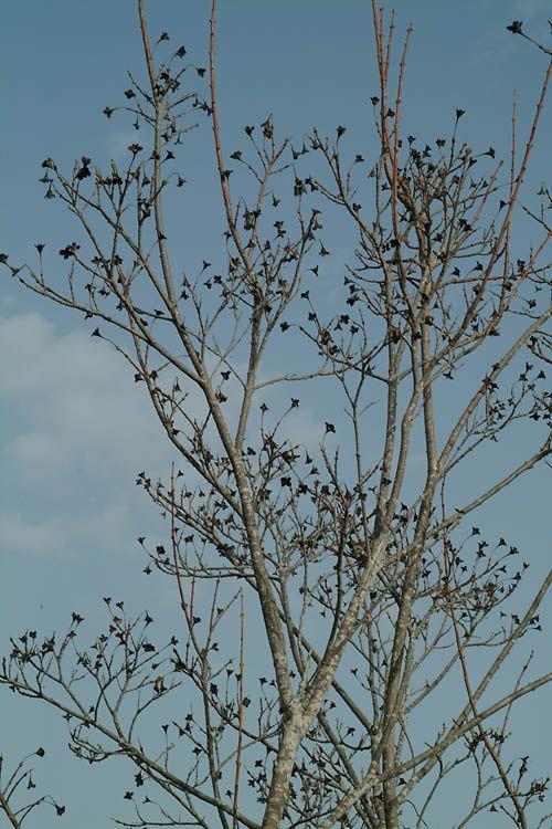 Dais cotinifolia - Pompom Bush, Pompom Tree, דאית מעוגלת-עלים, דאית עגולת-עלים