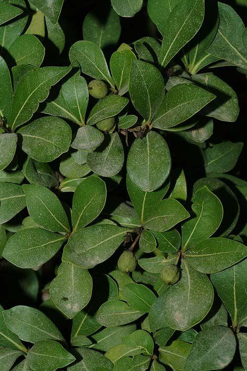 Pittosporum viridiflorum - Cape Pittosporum, Cheesewood; White Cape Beech, פיטוספורום ירוק-פרחים, פיטוספורום ירוק-פרחים