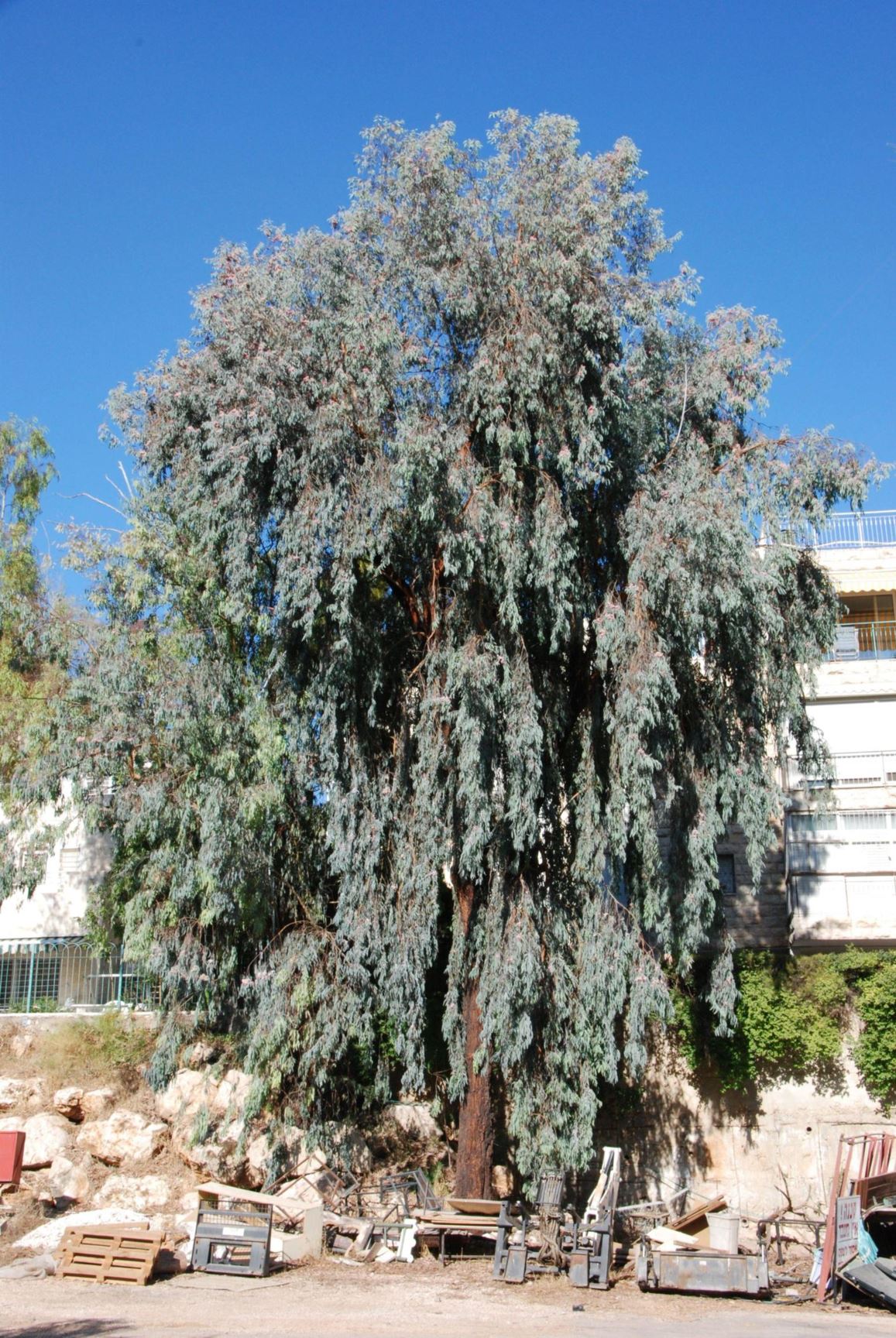 Eucalyptus sideroxylon - Red Ironbark, Pink Ironbark, Mugga, איקליפטוס כהה-קליפה, איקליפטוס כהה-קליפה