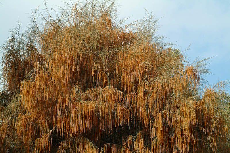 Allocasuarina verticillata