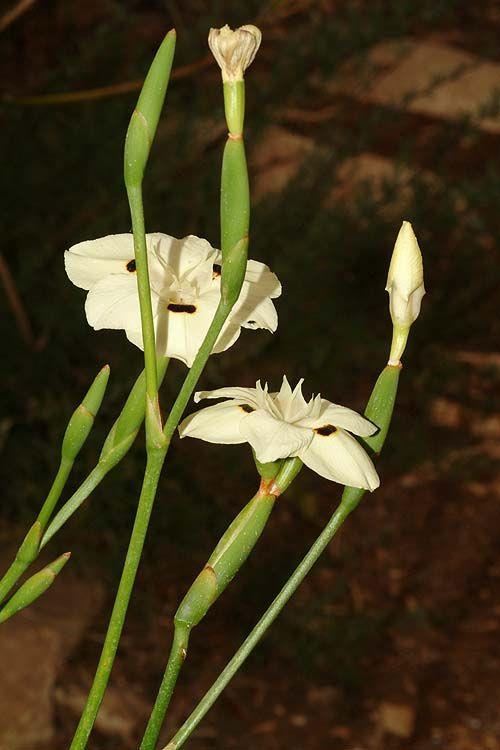 Dietes bicolor - African Iris, Fortnight Lily, דיאטס דו-גוני, דיאטס דו-גוני