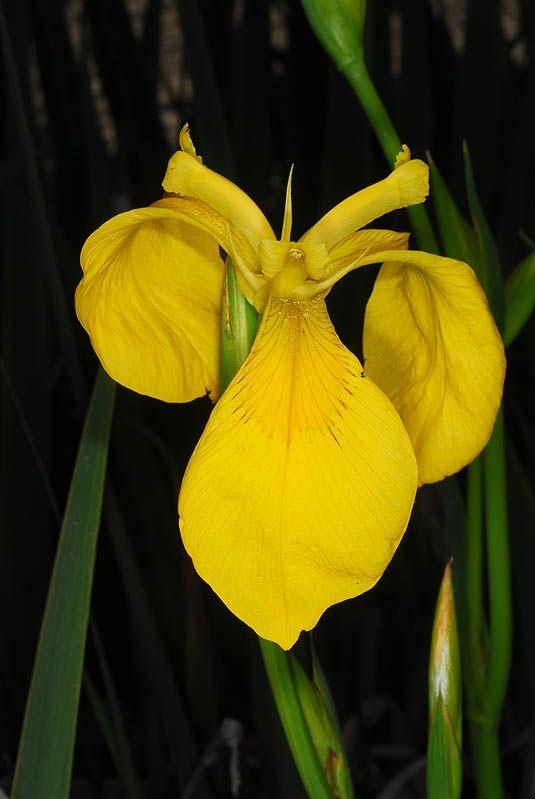 Iris pseudacorus 'Donau' - Yellow Flag 'Donau', איריס ענף 'דונאו', איריס ענף 'דונאו'