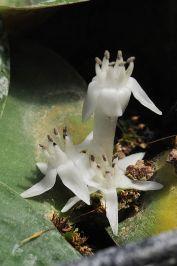 Massonia jasminiflora - מסוניה יסמינית, בת-דמית יסמינית