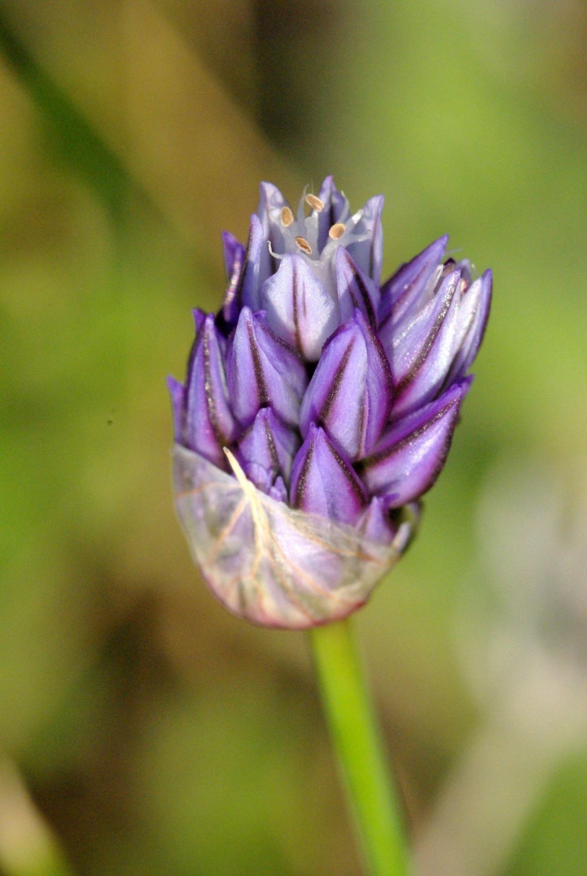 Allium hierochuntinum - Jericho Garlic, שום יריחו, שום יריחו