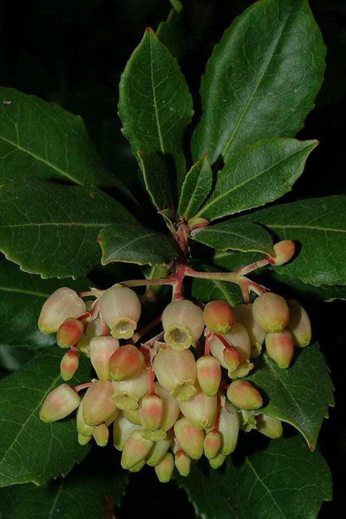 Arbutus unedo 'Compacta' - Compact Strawberry Bush , קטלב משונן 'צפוף', קטלב משונן 'ננסי'