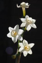 Narcissus dubius - נרקיס מסופק, נרקיס מסופק