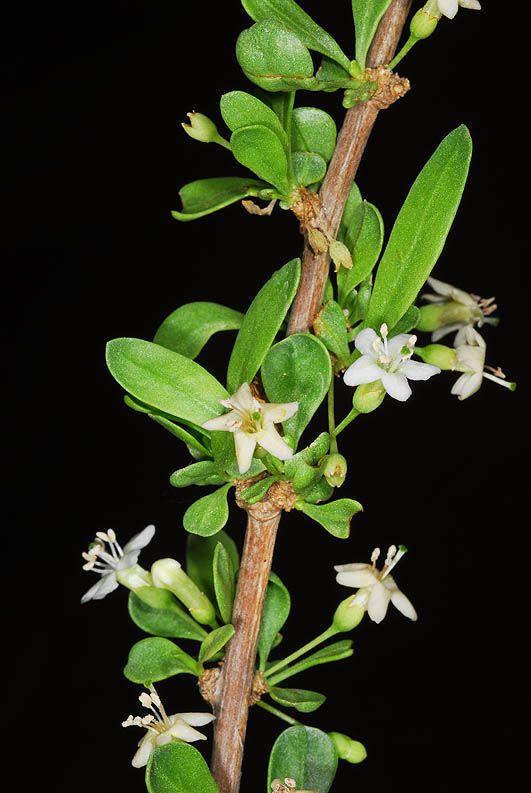 Lycium depressum - Many-flowered Boxthorn, אטד רב-פרחים, אטד רב-פרחים
