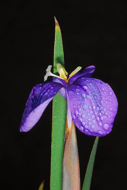Patersonia occidentalis - Long Purple Flag, פטרסוניה מערבית, פטרסוניה מערבית