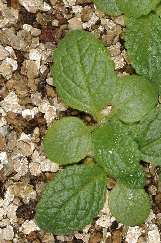 Verbascum qulebicum - בוצין הבשן, בוצין הבשן