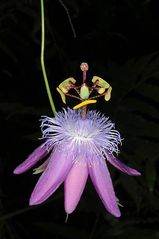 Passiflora loefgrenii - Garlic Passion Fruit, שעונית לפגרן, שעונית לפגרן