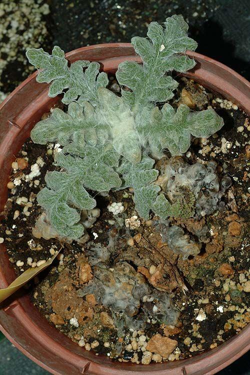 Salvia ceratophylla - Horn-leaved Sage, מרווה שסועה, מרווה שסועה