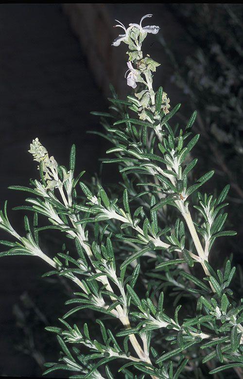 Rosmarinus officinalis 'Prostratus' - Prostrate Rosemary, Creeping Rosemary, רוזמרין רפואי זן זוחל, רוזמרין רפואי זן זוחל