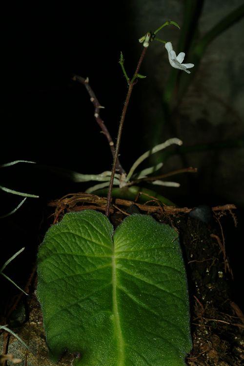 Streptocarpus sp. 'Crystal Dawn' - Cape Primrose 'Crystal Dawn'