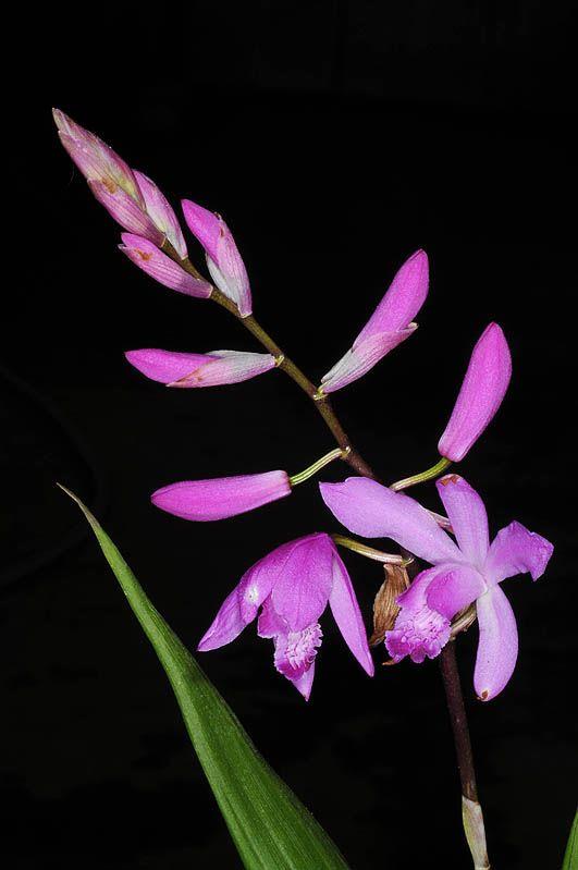 Bletilla striata var. albomarginata - Chinese Ground Orchid, בלטילה מפוספסת, בלטילה מפוספסת