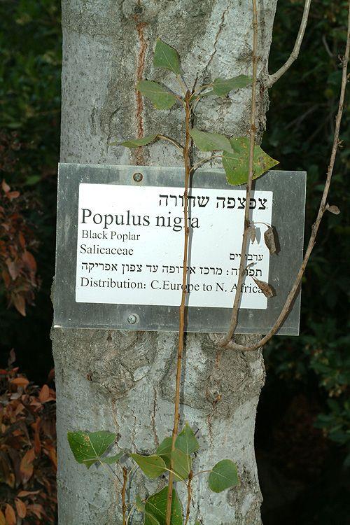 Populus nigra - Black Poplar, Water Popla, צפצפה שחורה, צפצפה שחורה, צפצפה איטלקית