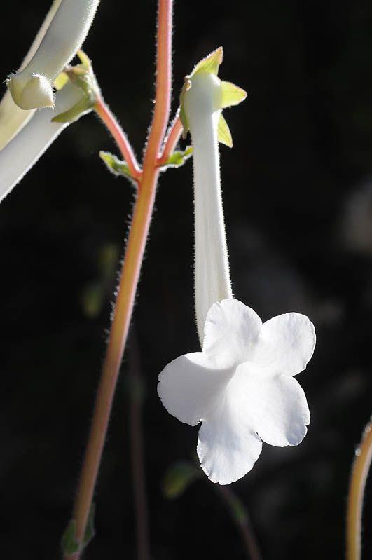 Sinningia tubiflora - Hardy White Gloxinia , סינינגיה צינורית, סינינגיה צינורית