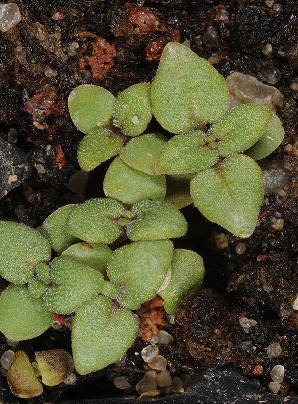 Origanum cordifolium - אזובית לבובה, אזובית לבובה