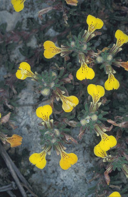 Ajuga chamaepitys subsp. chia - Chian Bugle, חד-שפה מצוי