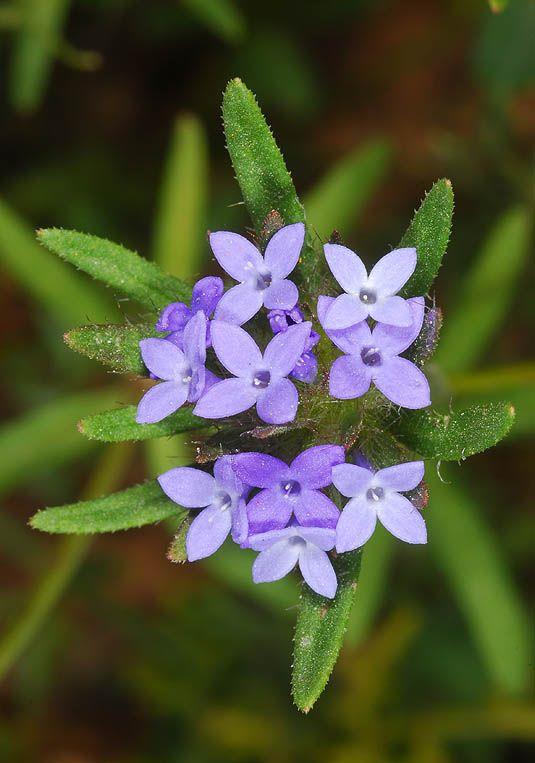 Asperula arvensis - Blue Woodruff, Field Woodruff, חספסנית השדה, חספסנית השדה